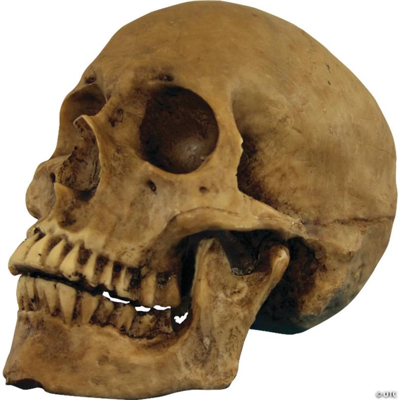 5 1/2" Small Skull Resin Cranium Halloween Decoration