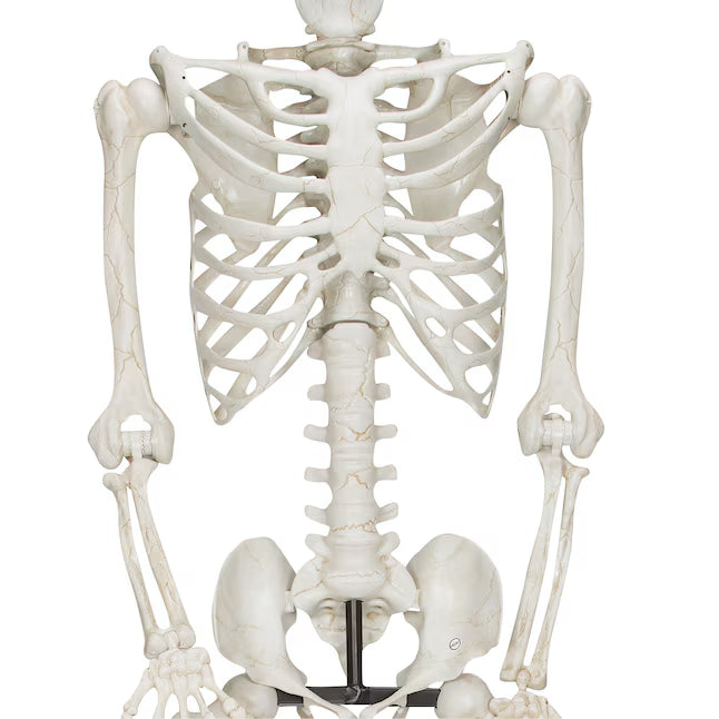 Haunted Living 10-ft Poseable Skeleton Decoration