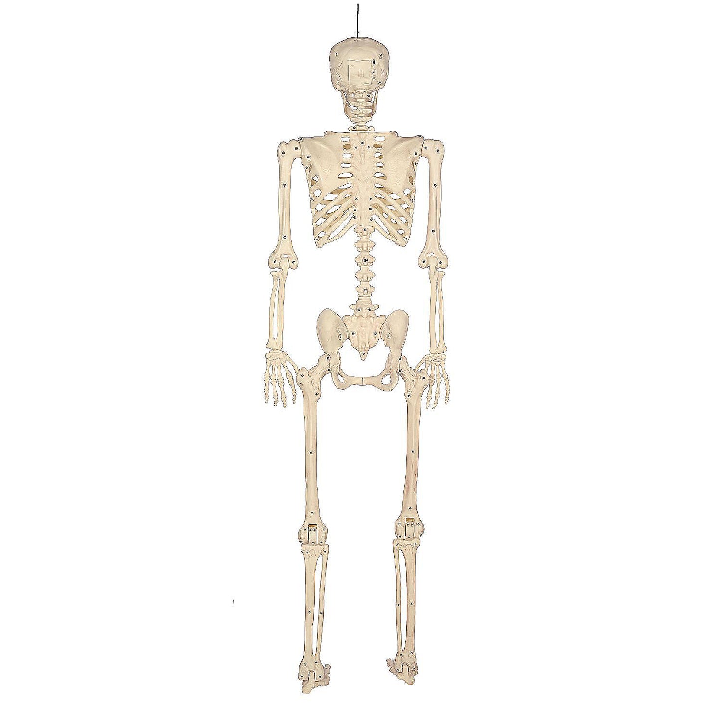 BOO BOX 5' Animated Full Size Halloween Skeleton Decoration, Lightup Eyes and Speaker | USA Decoration®