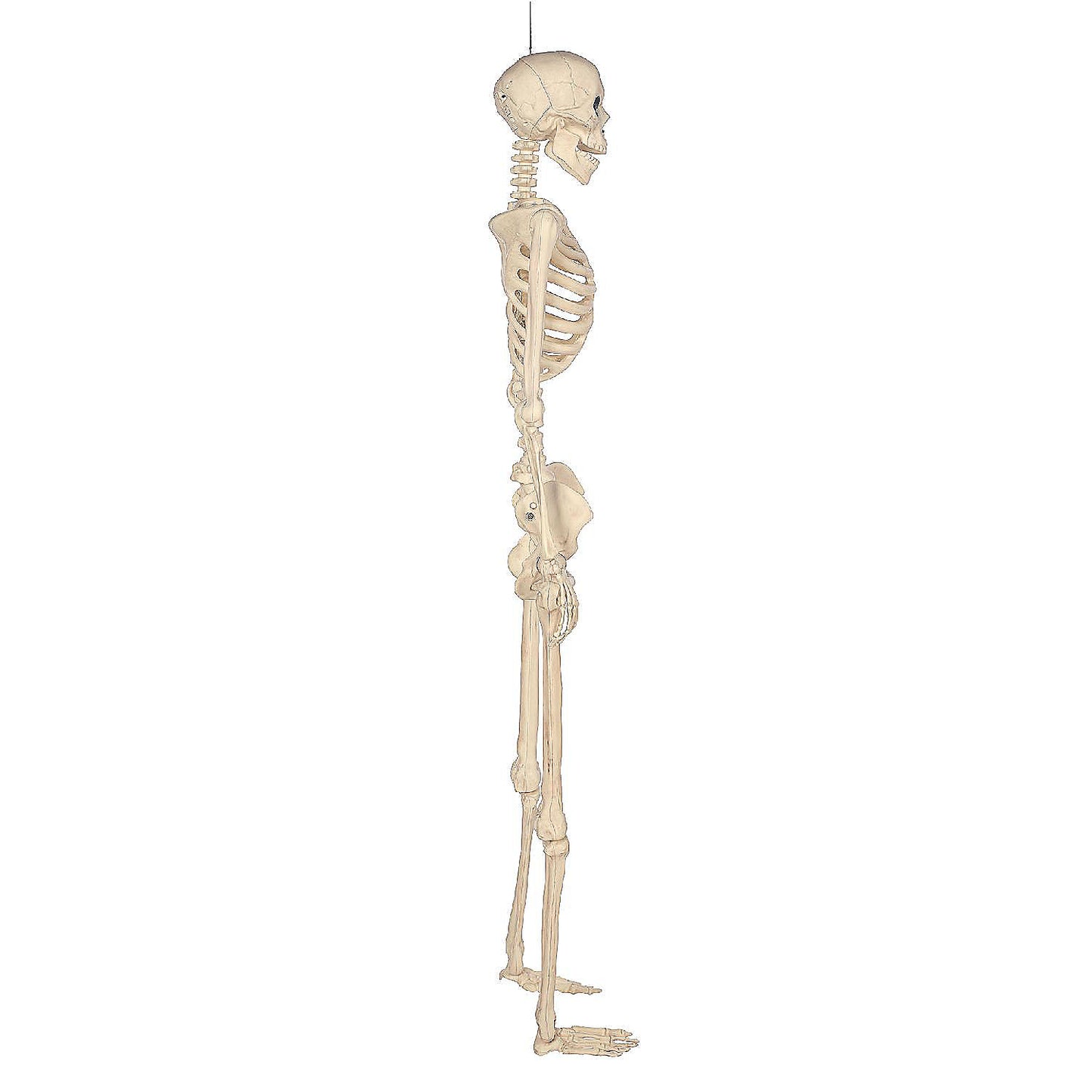 BOO BOX 5' Animated Full Size Halloween Skeleton Decoration, Lightup Eyes and Speaker | USA Decoration®