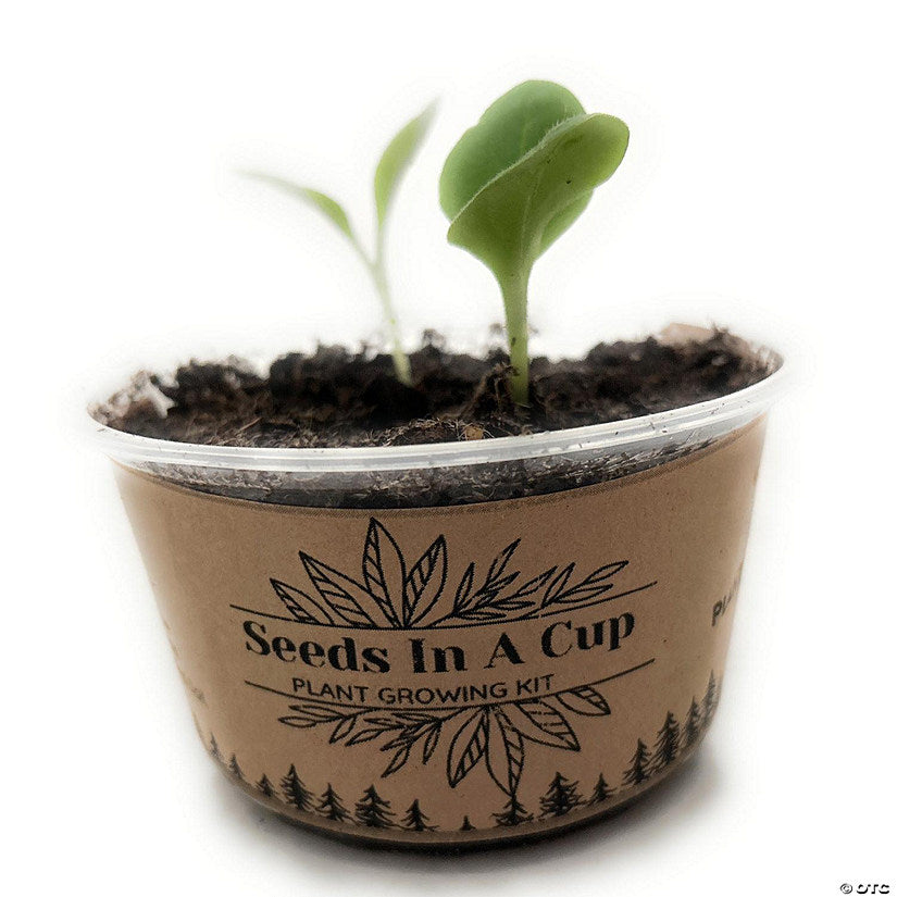 1 Piece(s): Pumpkin Plant Starter Kit - Seeds In A Cup | USA Decoration®