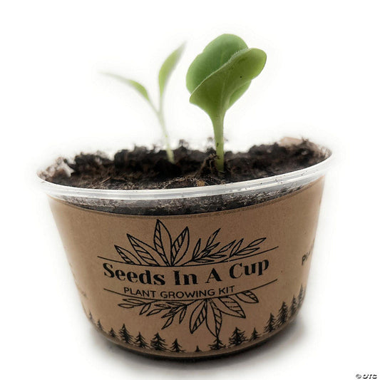 1 Piece(s): Pumpkin Plant Starter Kit - Seeds In A Cup | USA Decoration®
