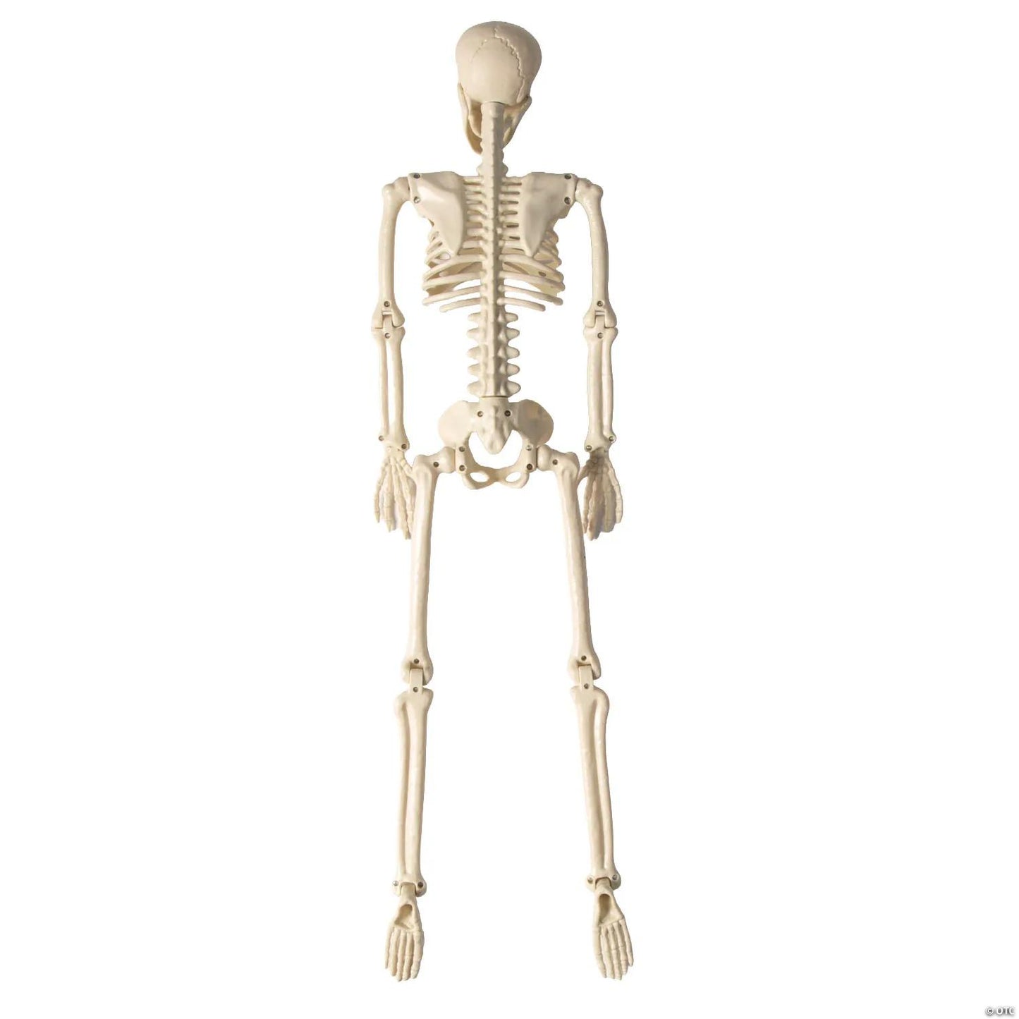 3 Ft. Posable Skeleton with Tattoos Halloween Decoration