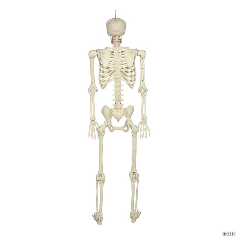 5 Ft. Hanging Multi Pose-N-Stay Life-Size Skeleton Halloween Decoration