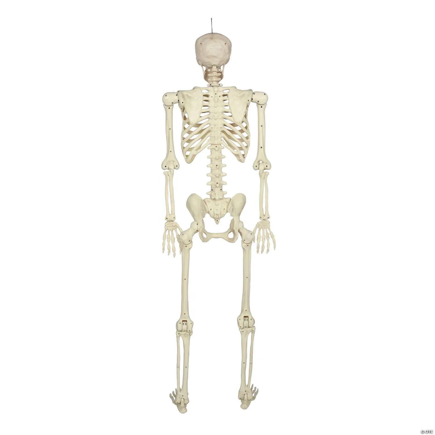 5 Ft. Hanging Multi Pose-N-Stay Life-Size Skeleton Halloween Decoration