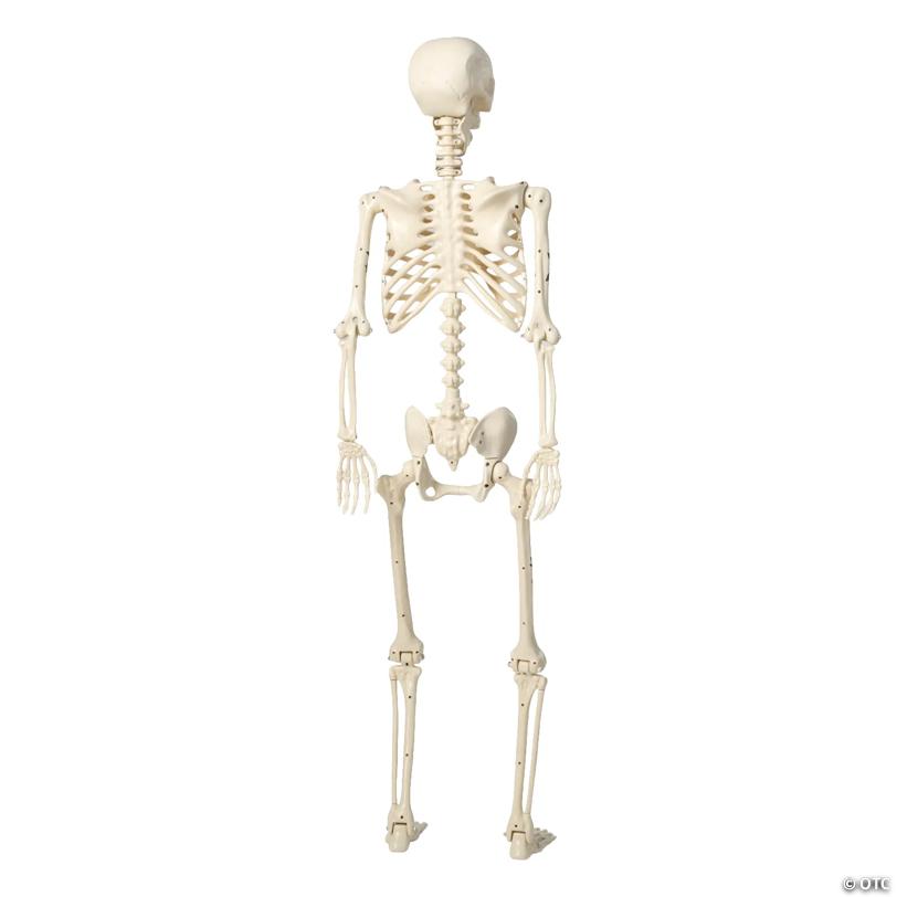 5 Ft. Life-Size Posable Skeleton with Tattoos Halloween Decoration