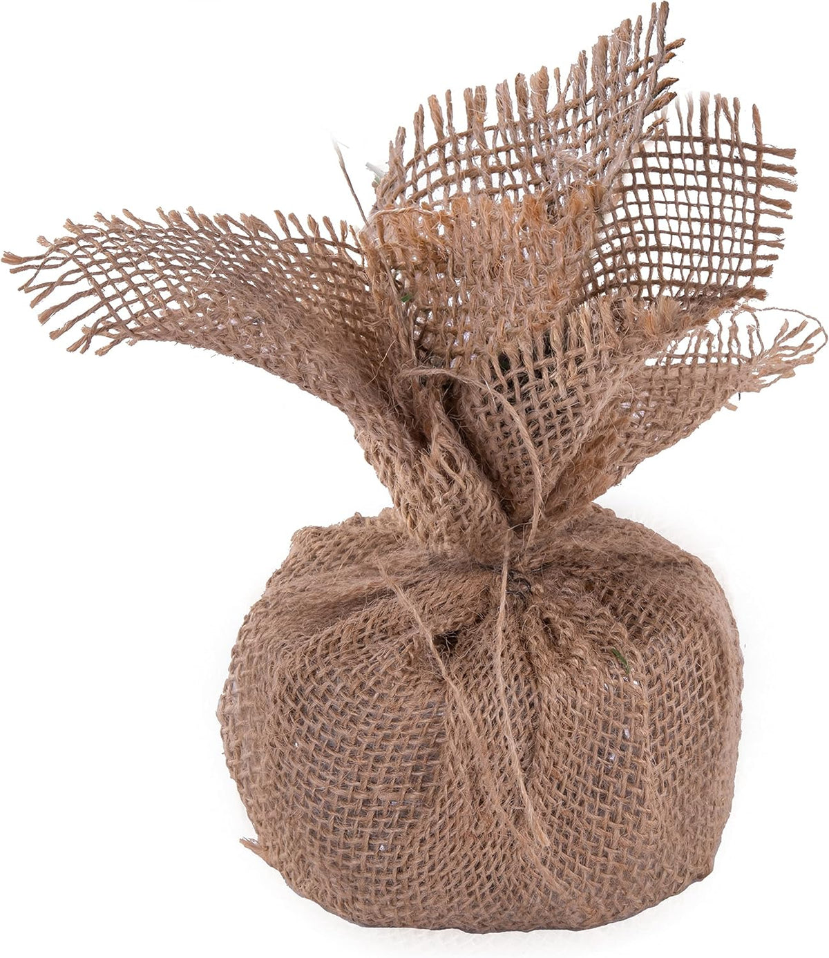 Vickerman 30" Tall Caramel Pine Artificial Christmas Tree, 50 Warm White Italian LED Mini Lights, Seasonal Indoor Home Decor with Decorative Burlap Base