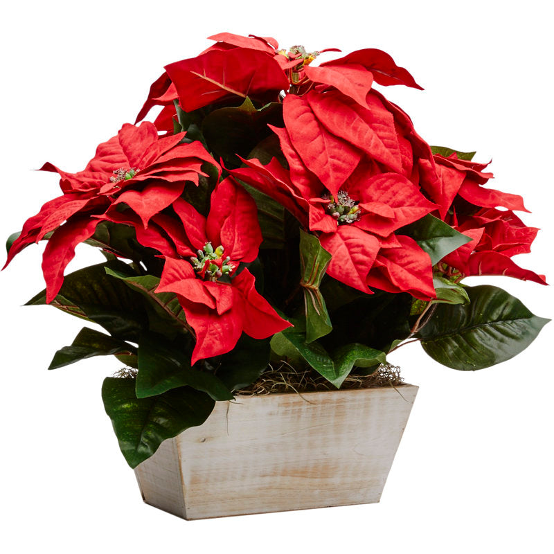 Poinsettia floral arrangements in planters