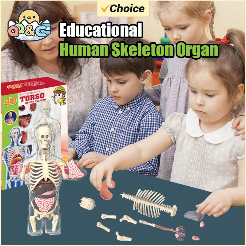 STEM Cognitive Science and Education Puzzle Organ Assembly Skeleton Construction Human Body Assembly Model Children's Toys Gifts