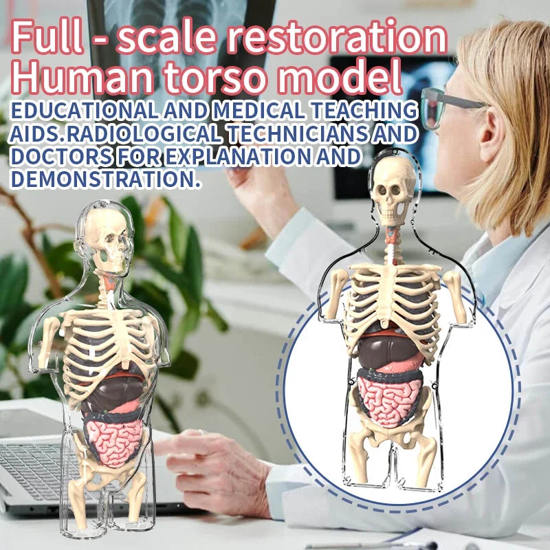 STEM Cognitive Science and Education Puzzle Organ Assembly Skeleton Construction Human Body Assembly Model Children's Toys Gifts