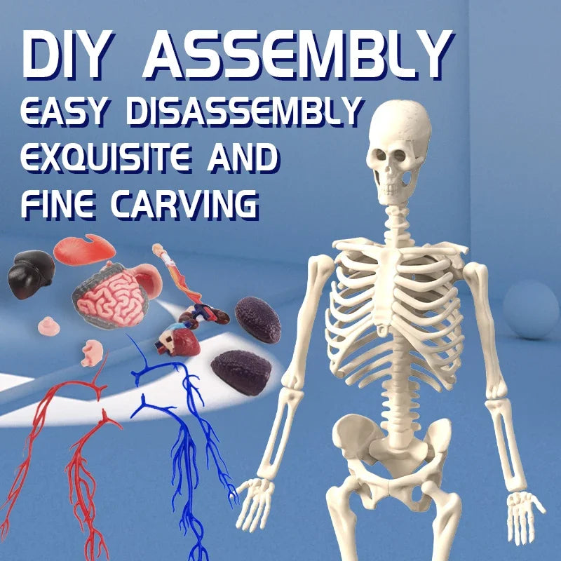 STEM Cognitive Science and Education Puzzle Organ Assembly Skeleton Construction Human Body Assembly Model Children's Toys Gifts