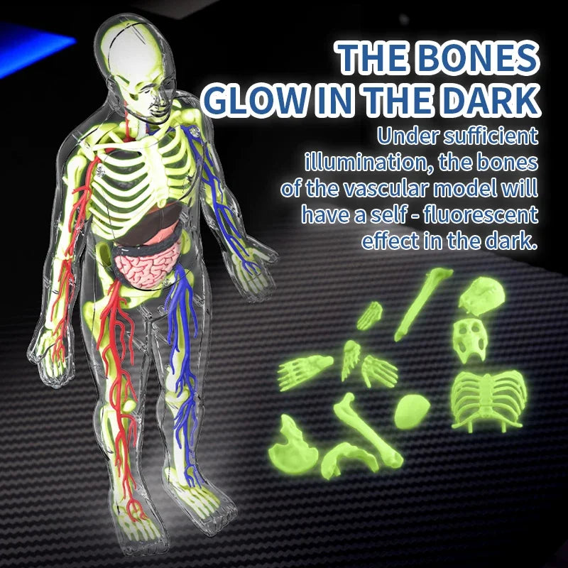 STEM Cognitive Science and Education Puzzle Organ Assembly Skeleton Construction Human Body Assembly Model Children's Toys Gifts