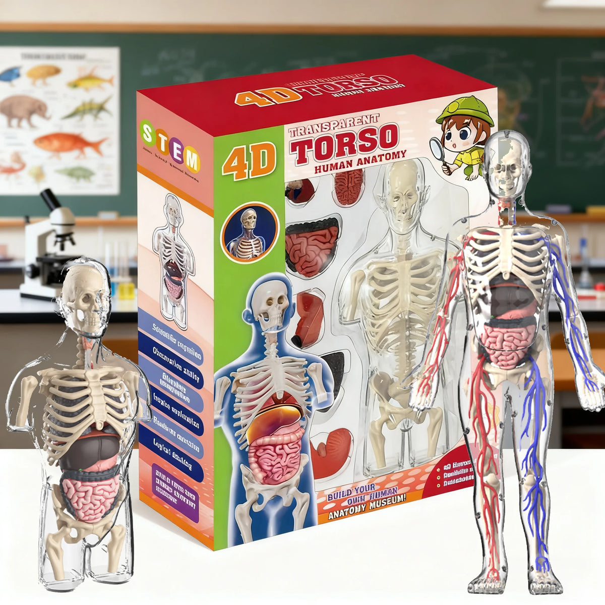 STEM Cognitive Science and Education Puzzle Organ Assembly Skeleton Construction Human Body Assembly Model Children's Toys Gifts
